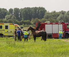 31 juli Paard en ruiter te water Vlaardingen 31 juli Paard en ruiter te water Vlaardingen