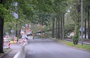 Grote boom valt om op bovenleiding Van Boecopkade Den Haag