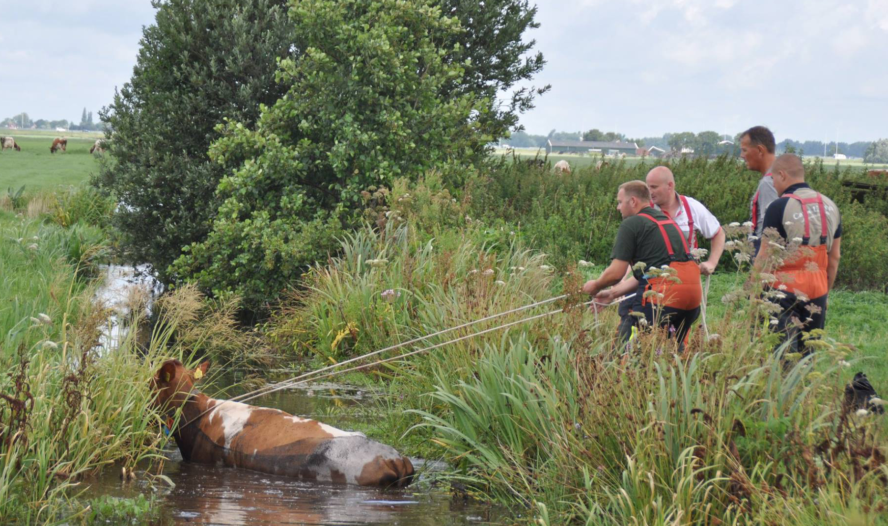 29 juli Brandweer rukt uit voor een koe te water Abessinie Reeuwijk
