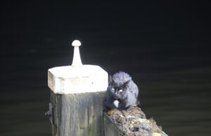 In het water gevallen kat klimt op remmingwerk brug Rijswijkseplein Den Haag