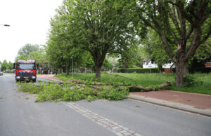 Fietser ontsnapt ternauwernood aan vallende tak Jaffalaan Delft
