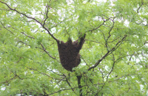 Zwerm bijen nestelt in boom in woonwijk De Kringloop Delft