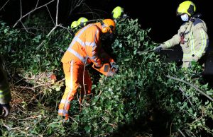 Boom omgevallen door harde wind Woudtzicht De Lier