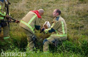 Geitje vast in hek; brandweer biedt redding Molenweg Maasland