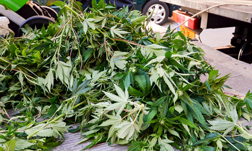 28 april Hennepkwekerij aangetroffen Fahrenheitstraat Den Haag