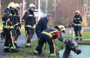 Brandweer haalt paard uit water Achterwillenseweg Gouda