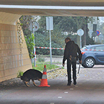 Politie lost waarschuwingsschoten nabij Zuidweg