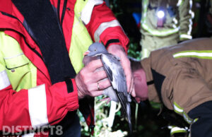 Brandweer en dierenambulance redden vastzittende duif Vaandelstraat Delft