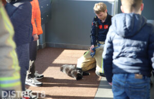 Kat springt van dak appartementencomplex en overleeft het niet Prins Clausstraat Wateringen