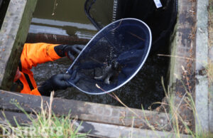 Drie meerkoetkuikens gered uit duiker Madepolderweg Den Haag