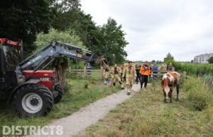 Koe Bertha 6306 in de sloot: reddingsactie trekt bekijks Derde Wereldpad Delft