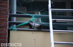 Duif uit net bevrijd op balkon Hertenrade Den Haag