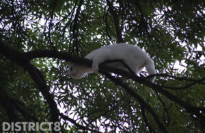 Brandweer redt kat uit boom Minister Lelylaan Rijswijk