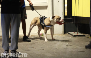 Twee gewonden na bijtincident met hond; eigenaar aangehouden winkelcentrum Leyweg Den Haag