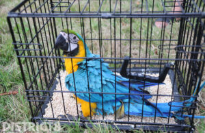 Vermiste papegaai gered uit boom Dedemsvaartweg Den Haag