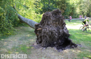 Grote boom valt om op fietsers Monsterseweg Den Haag
