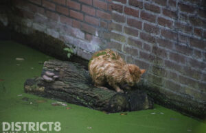 Kat door brandweer uit water gered Puccinistraat Den Haag