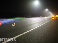 Loslopende zwaan veroorzaakt fors ongeval A4 Leidschendam