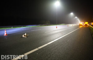 Loslopende zwaan veroorzaakt fors ongeval A4 Leidschendam