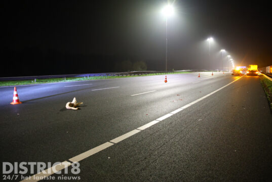 Loslopende zwaan veroorzaakt fors ongeval A4 Leidschendam