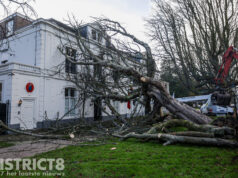 Grote boom begeeft het en valt tegen Deense Residentie Sophialaan Den Haag