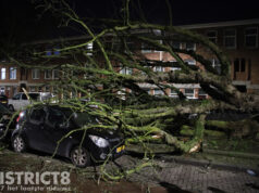 Enorme boom valt om en beschadigd enkele auto’s Kaapstraat Den Haag