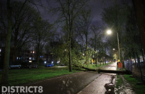 Boom valt deels op bovenleiding van tram; weg afgesloten Buitenhofdreef Delft