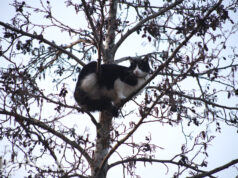 Opgejaagde kat rent angstig de boom in Bostonsingel Den Haag