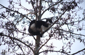 Opgejaagde kat rent angstig de boom in Bostonsingel Den Haag