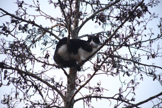 Opgejaagde kat rent angstig de boom in Bostonsingel Den Haag