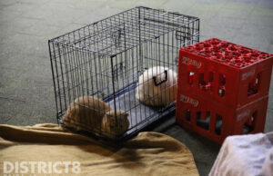 Negen bewoners en twee katten gered bij brand in kelder Werkhovenstraat Den Haag