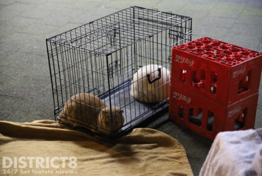 Negen bewoners en twee katten gered bij brand in kelder Werkhovenstraat Den Haag