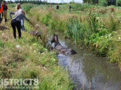 Paard raakt te water, brandweer schiet te hulp Molenwetering Rijswijk
