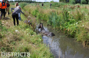 Paard raakt te water, brandweer schiet te hulp Molenwetering Rijswijk