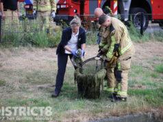 Met botulisme besmette meeuw door brandweer uit water gered Chrysantplein Den Haag