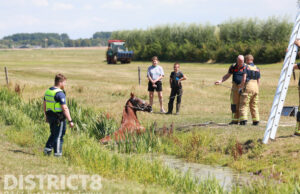 Paard neemt een verfrissende duik, brandweer schiet te hulp Zouteveenseweg Schipluiden