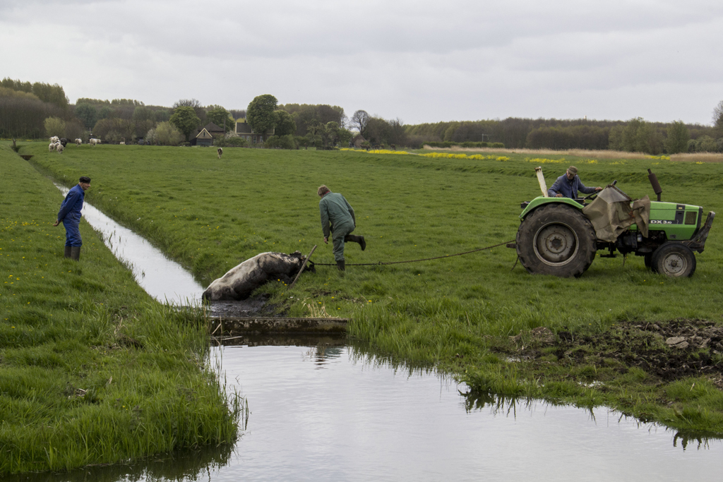 15 april Brandweer kijkt koe uit de sloot Vlaardingen