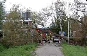 Storm en harde wind velt boom op de Tanthofkade Den Hoorn
