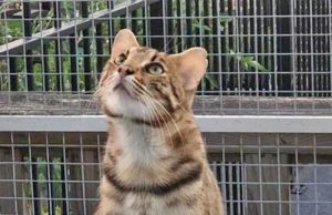 Bengaalse/Servaalse kat ontsnapt in Delft, meerdere huisdieren slachtoffer van kat Van der Madestraat Delft