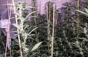 Twee hennepkwekerijen aangetroffen in opslagruimte Zaanstraat Den Haag