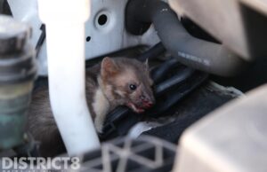 Brandweer bevrijdt gewonde marter uit auto George Maduroplein Den Haag