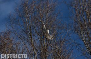 Zwaan vast in topje van boom en overlijdt Segbroeklaan Den Haag