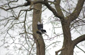 Ekster aan visdraad vast in een boom Vreeswijkstraat Den Haag