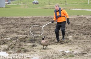 Gans zwaargewond na aanrijding De Westlandroute Naaldwijk