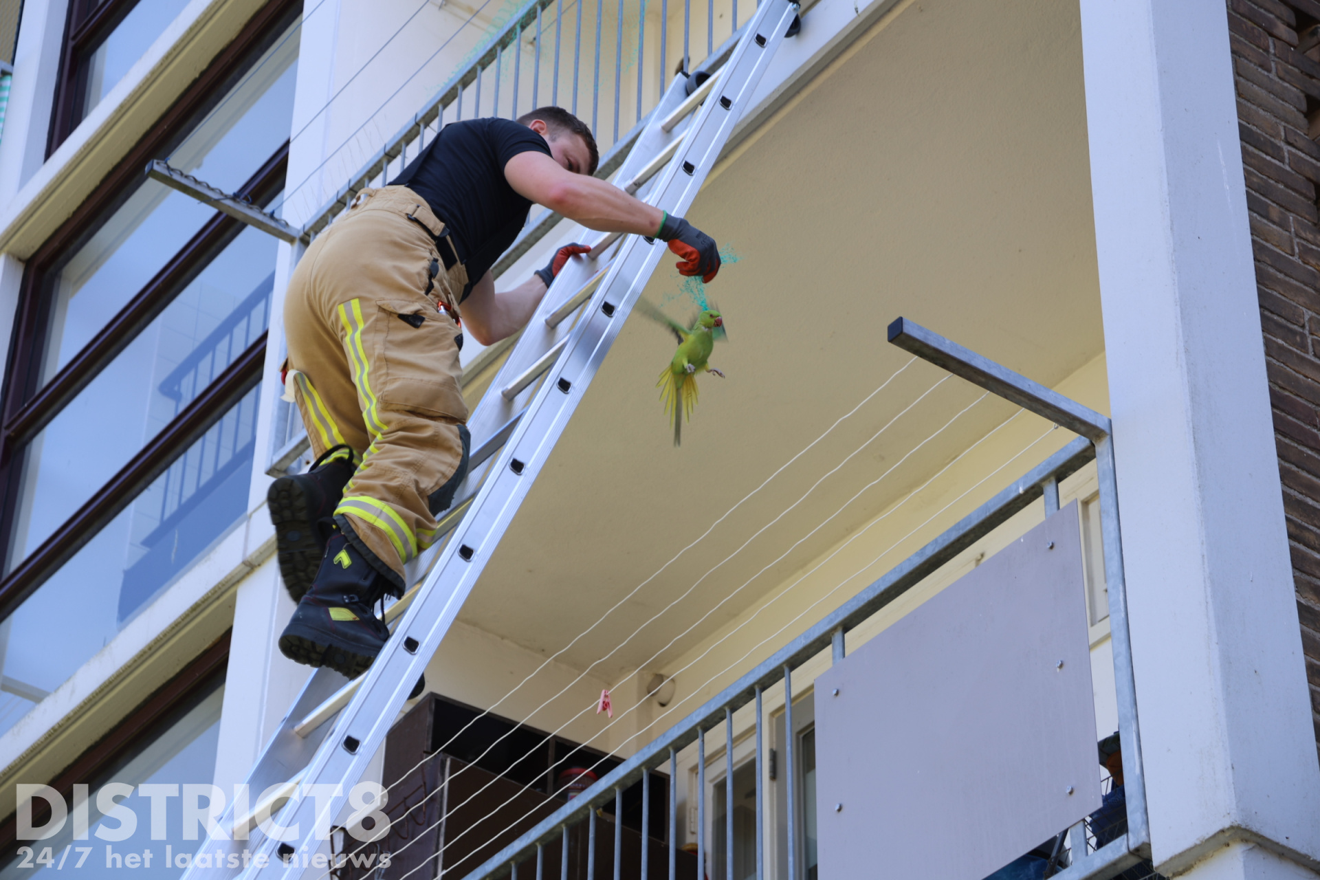 Een halsbandparkiet gevangen in het net op het balkon van de Schoutendreef in Den Haag