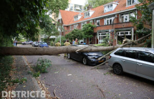 Veel schade nadat grote boom omvalt op woningen en auto’s Molukkenstraat Delft