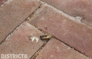 Kogelhulzen gevonden na melding schietpartij Nieuwe Plantage Delft