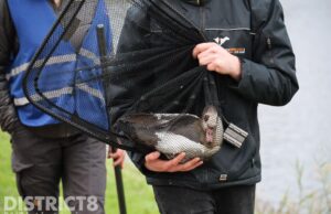 Nijlgans met gebroken vleugel laat zich moeilijk vangen Jaagpad Rijswijk