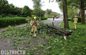 Grote tak van boom breekt af en valt op straat Burgemeester van Gentsingel Schipluiden