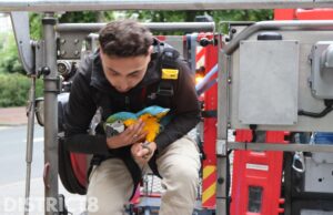 Blauw-gele Ara na drie dagen gevonden in boom Sterrenoord Den Haag